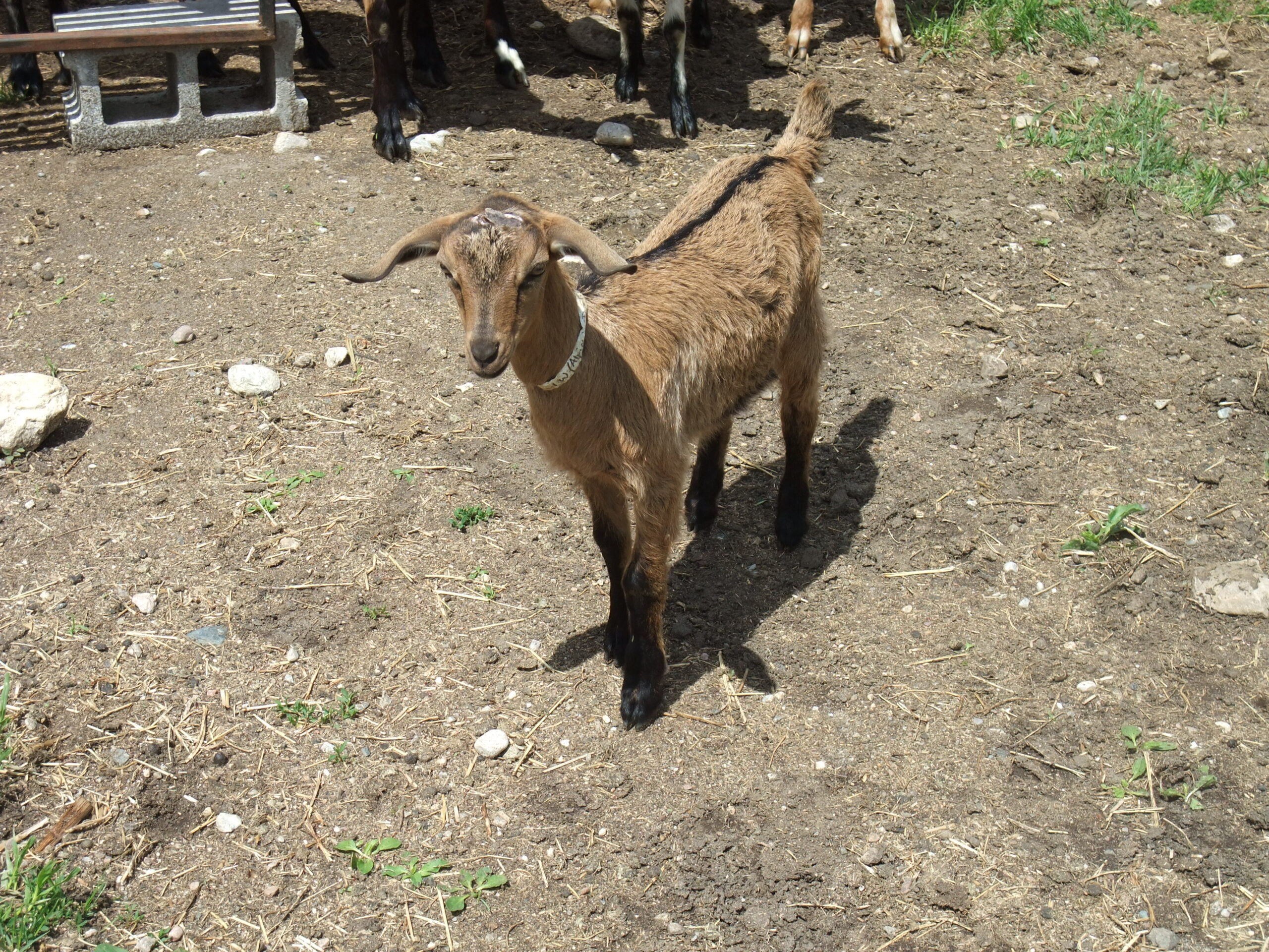 1st June – 11th June 2010: WWOOFing on Wildrose Country Homestead Farm
