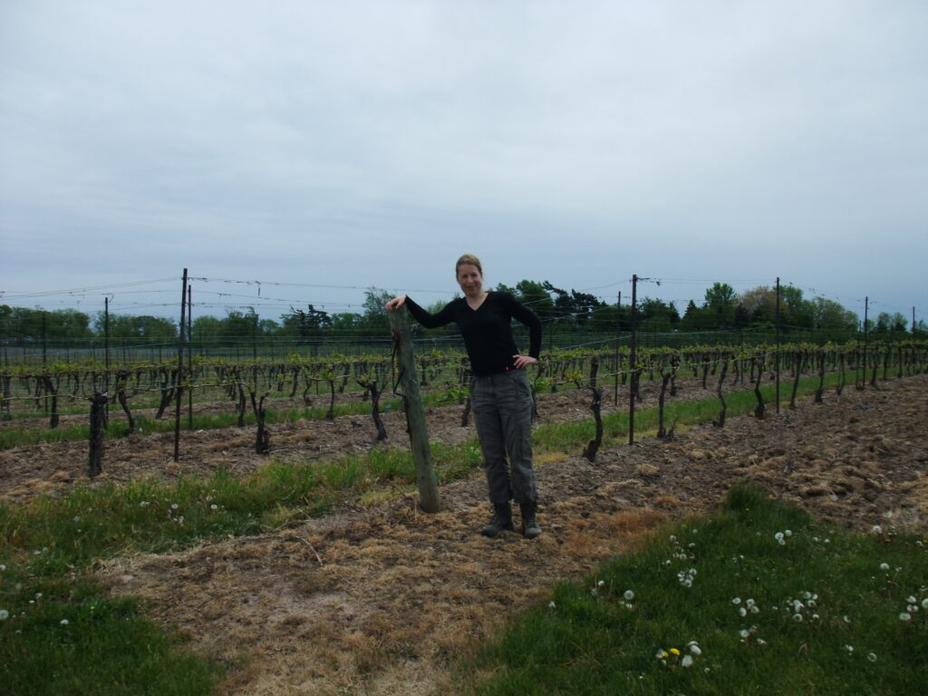Me standing between the grapevines