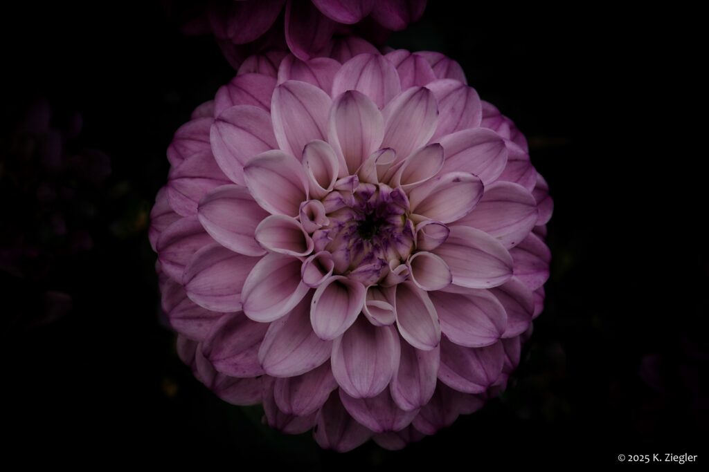 a purple dahlia on black background