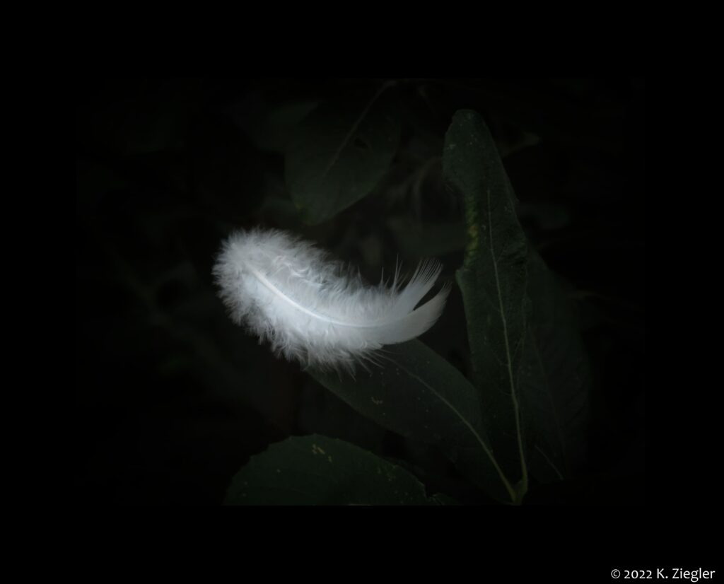 down feather on dark leaves and dark background