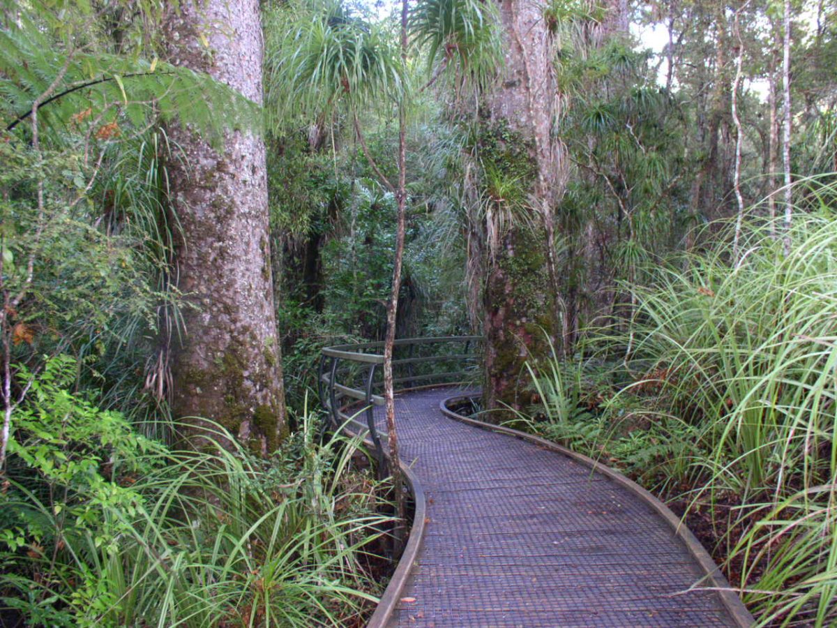 Forest trail to the cape