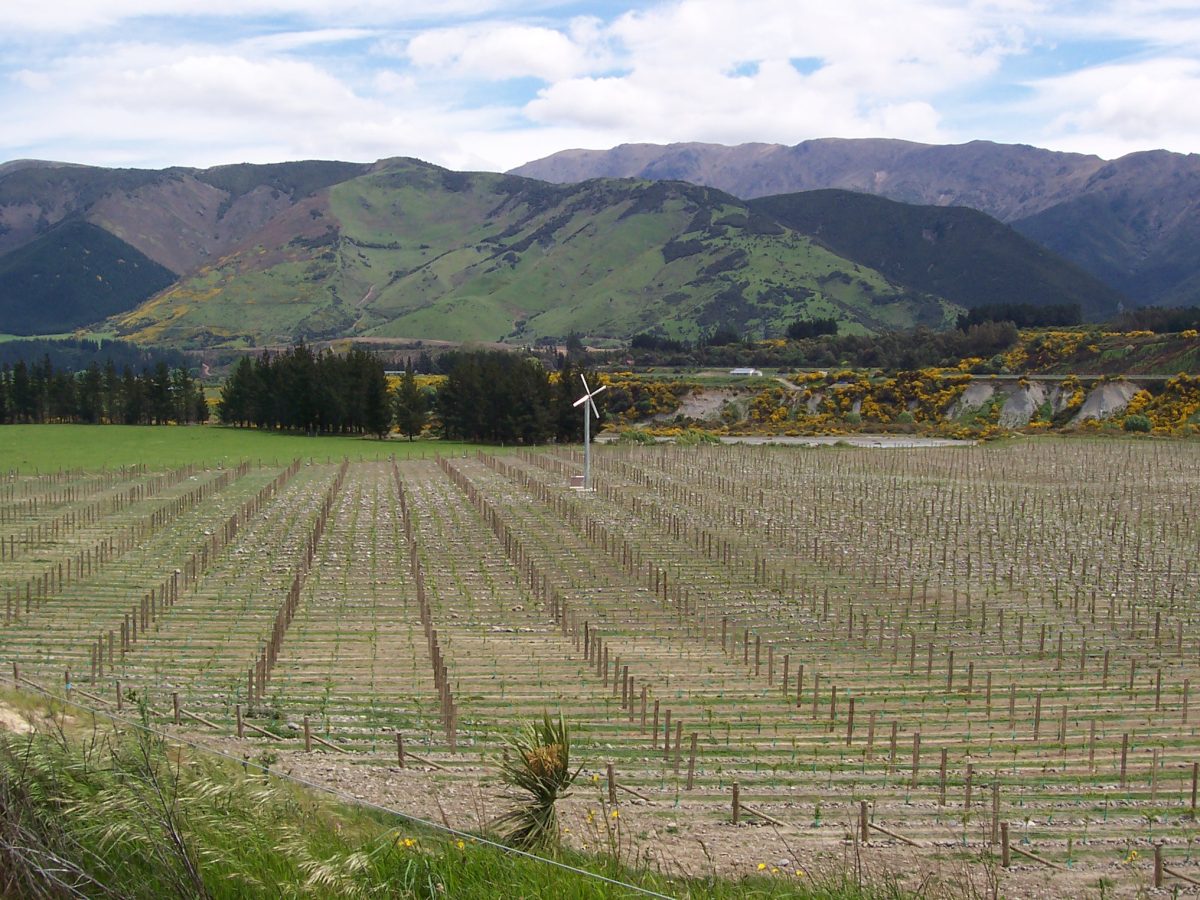 Vineyard country